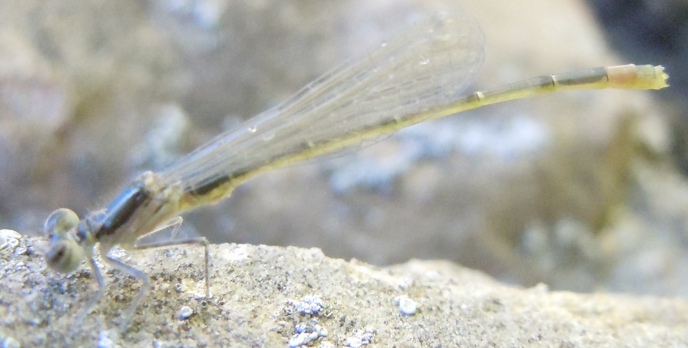 Ischnura sp.  - Barcellona (Spagna)